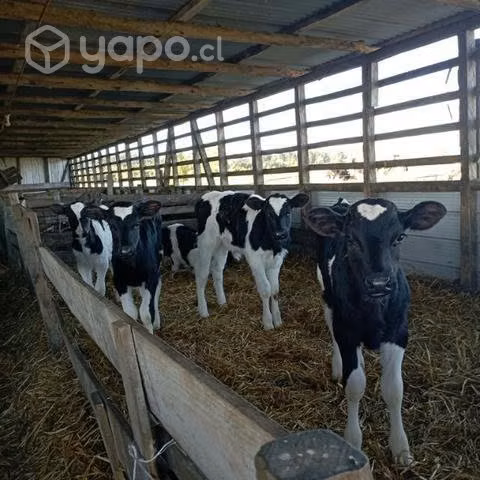 Terneros para crianza - Imagen 2