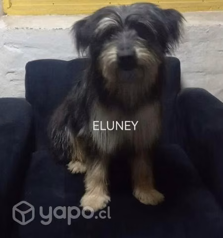 Pequeñas en adopcion