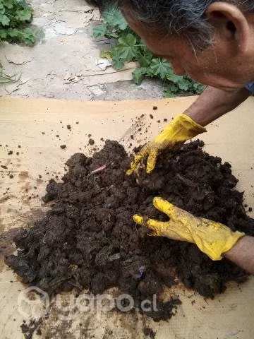 Cultivar lombrices de tierra