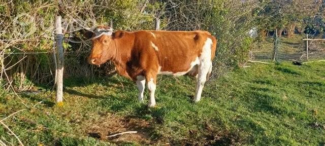 Vaca - Imagen 2