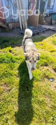 Malamute para cruza