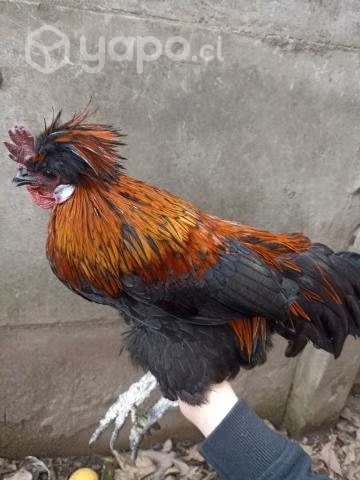 Gallos