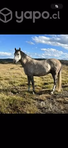 Muy lindos y nobles caballos