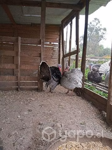 Pavos machos