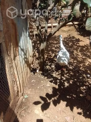 Gansos bien cuidados