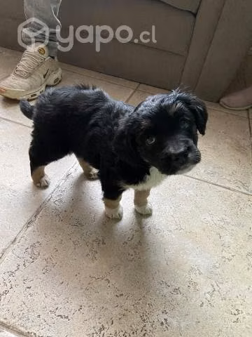 Cachorra busca hogar - Imagen 2