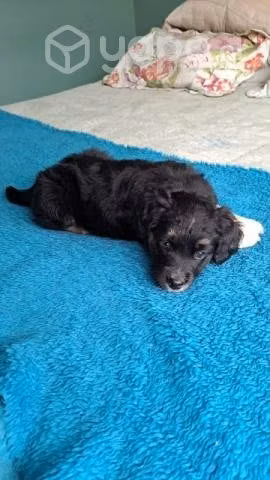Cachorra busca hogar