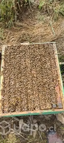 Colmenas de abejas