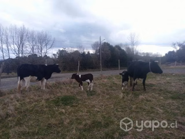 Vacas paridas