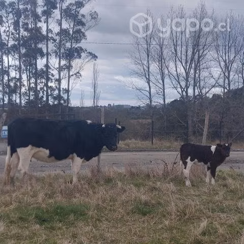 Vacas paridas