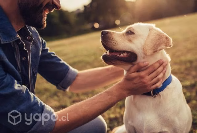 Cuidado de mascotas personalizado