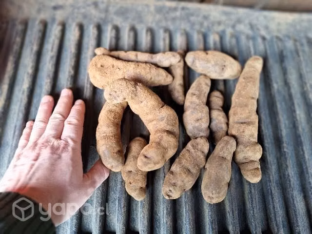 Papas nativas chilotas