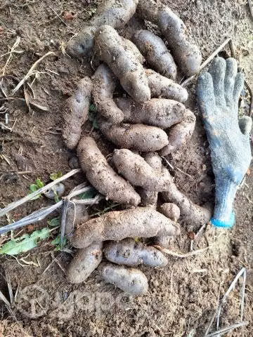 Papas nativas chilotas - Imagen 3