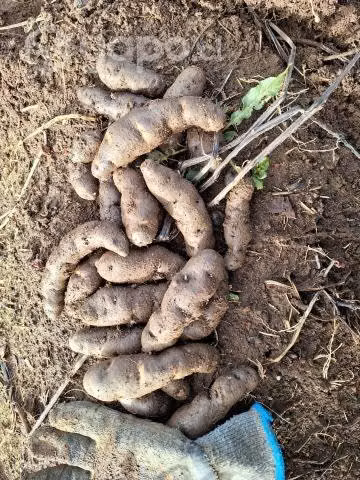 Papas nativas chilotas - Imagen 2