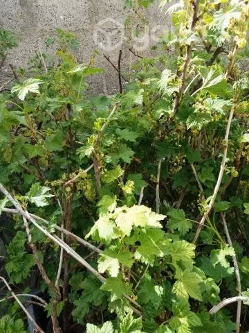 Plantas regionales - Imagen 6