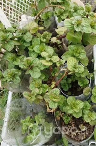 Plantas regionales