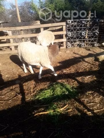 Macho y hembra ovejas