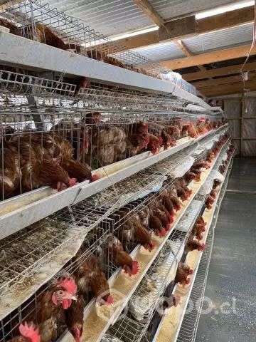 Venta de jaulas de Postura Gallinas