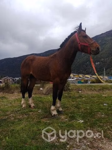 Potro de cuatro años