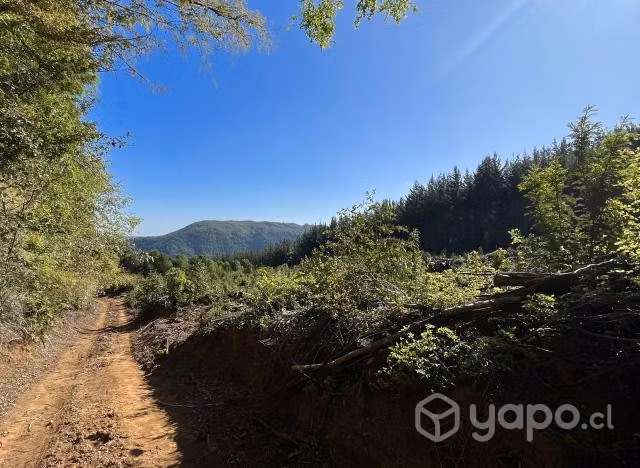 Vendo una hectárea Camino a Termas de Chillán - Imagen 8