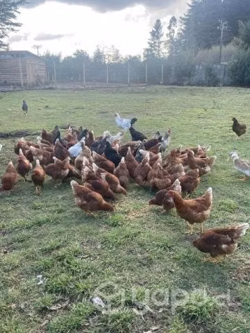 Huevos de campo