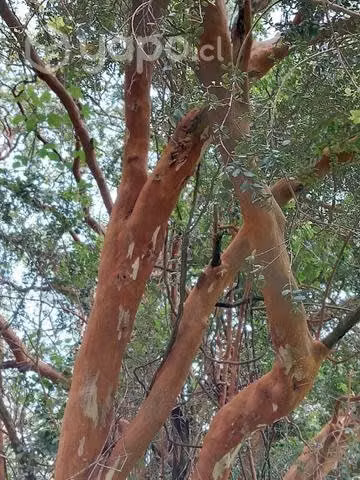 Parcela en venta