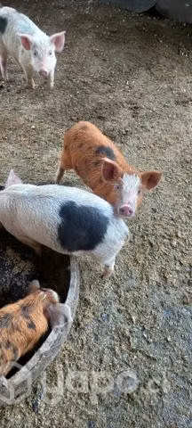 Chanchos de tres meses