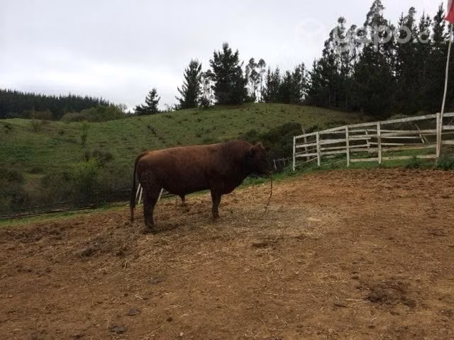 toro Angus puro - Imagen 2
