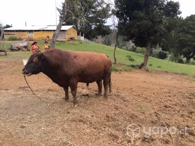 toro Angus puro