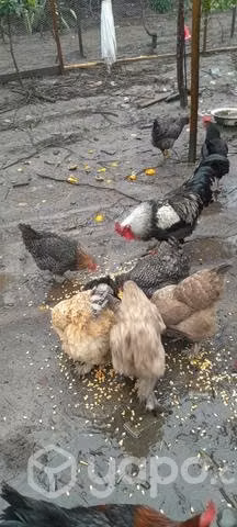 Gallinas brama