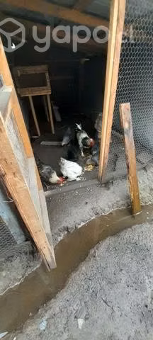 Gallinas brama