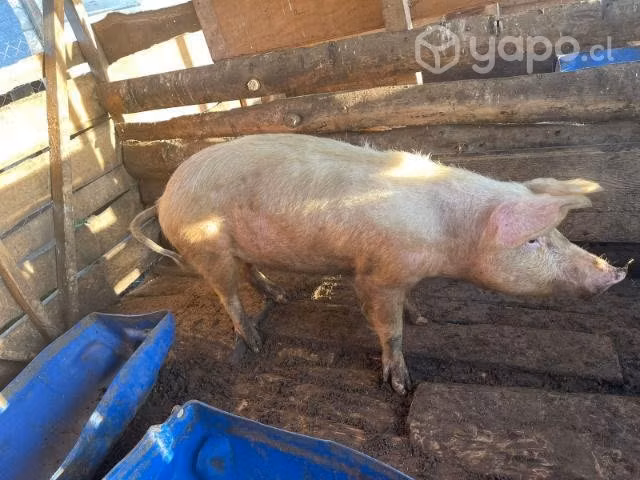 Cerdos de 2 meses y de 9 meses - Imagen 2