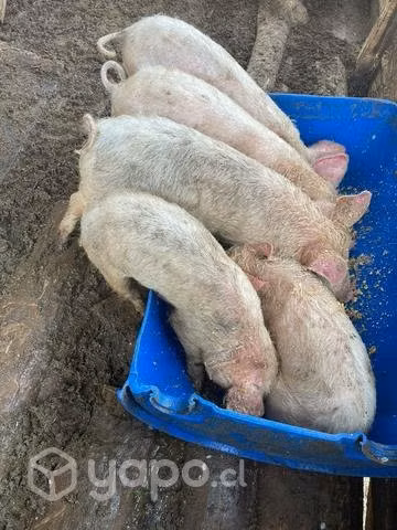 Cerdos de 2 meses y de 9 meses - Imagen 3