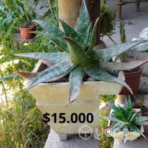 Aloe Maculata - Imagen 2