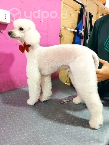 Peluqueria canina a domicilio