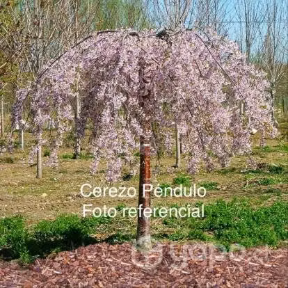Cerezo Péndulo en flor