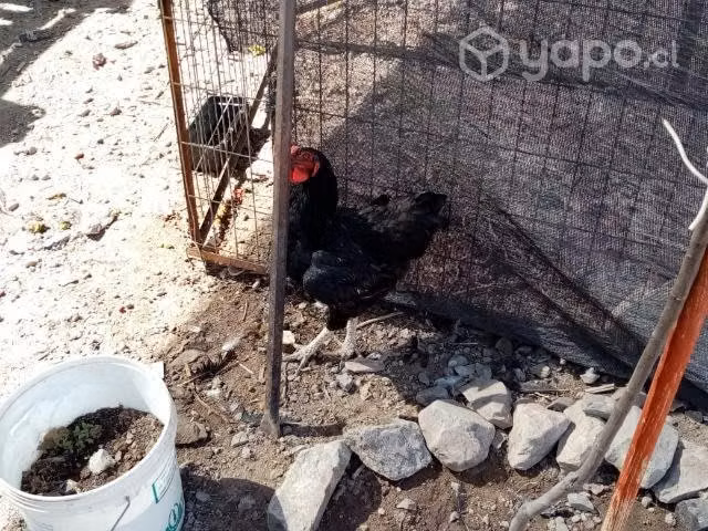 Gallos bonitos - Imagen 2