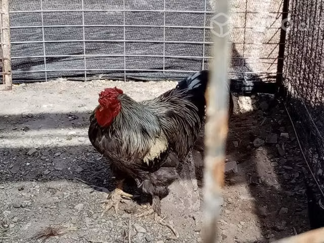 Gallos bonitos - Imagen 3