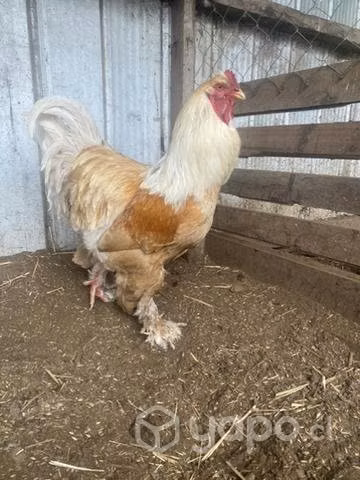 Gallinas brahmas lemon