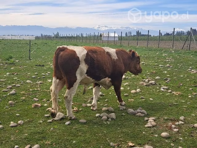 Toro Angus