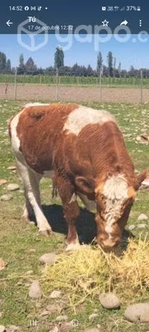 Toro Angus