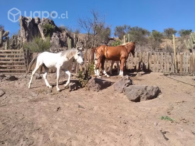 Potrones arabes