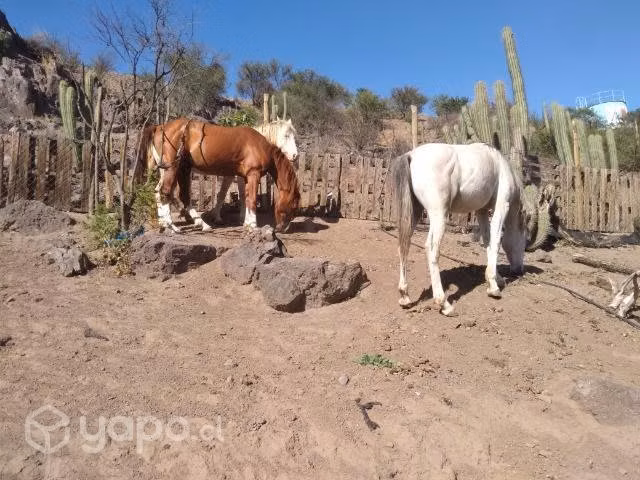 Potrones arabes