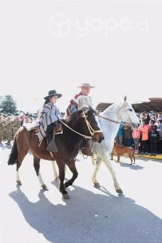 Caballo manso de mediana estatura.