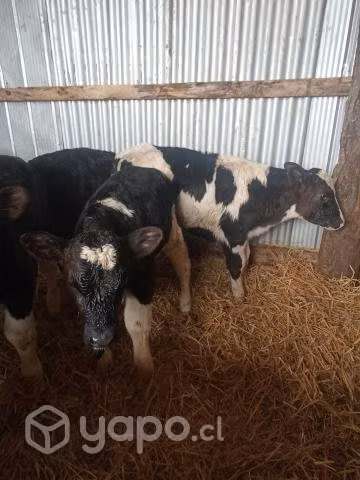 Terneros