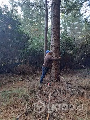 Terreno con bosque de pinos 6 Há
