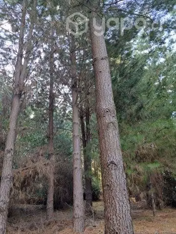 Terreno con bosque de pinos 6 Há