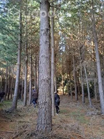 Terreno con bosque de pinos 6 Há