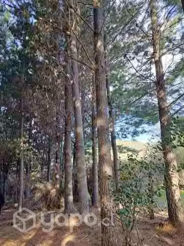 Terreno con bosque de pinos 6 Há