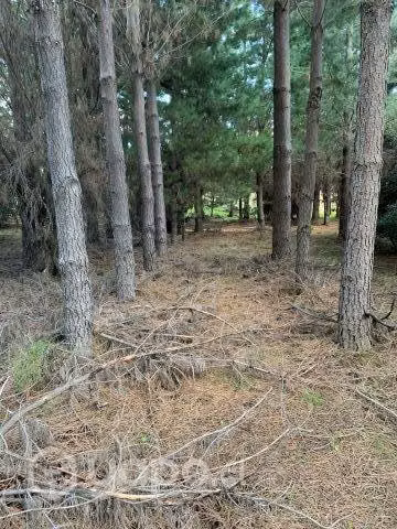 Terreno con bosque de pinos 6 Há